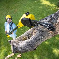 Best Stump Grinding and Removal  in Porters Neck, NC